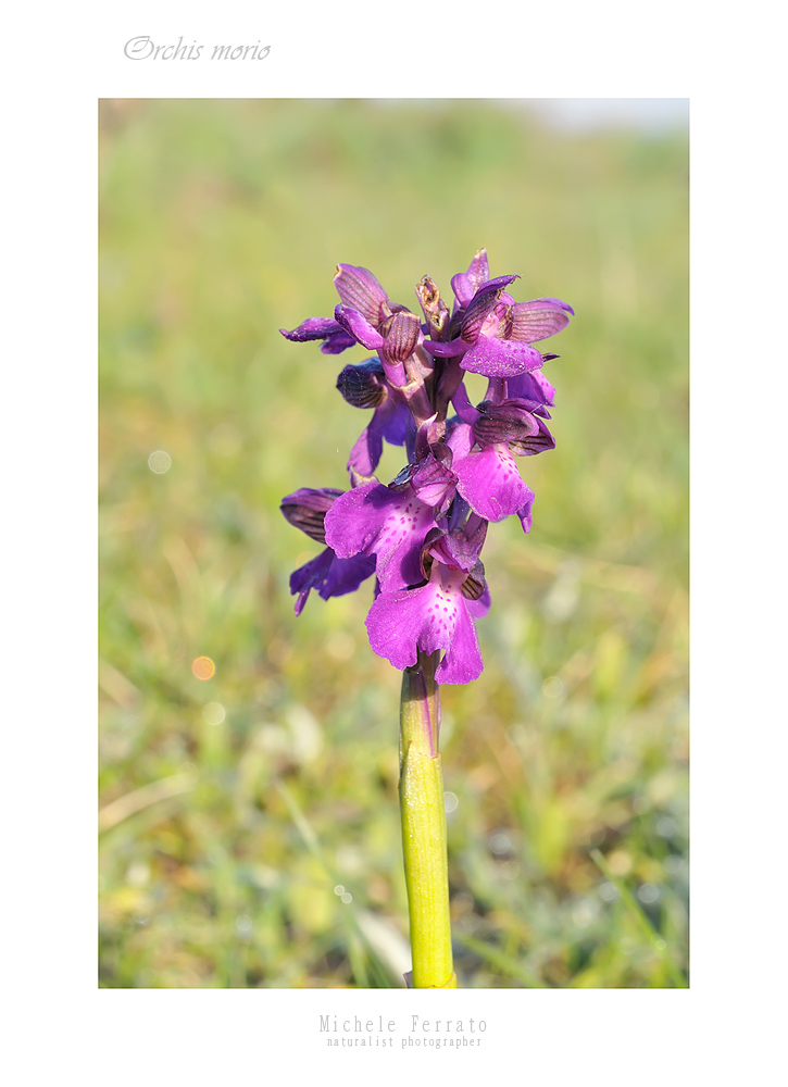 Orchis morio